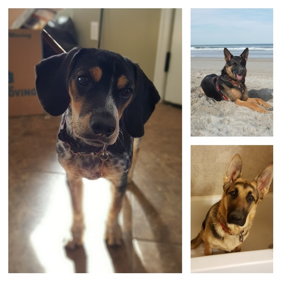 Meet your Posher, Audrey - Picture 5 of 8